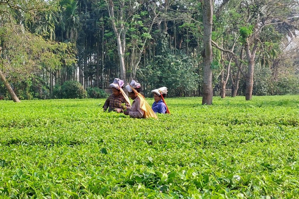 Missionaries in the tea gardens