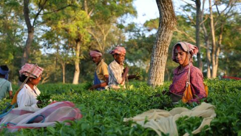 La missione tra i coltivatori di tè